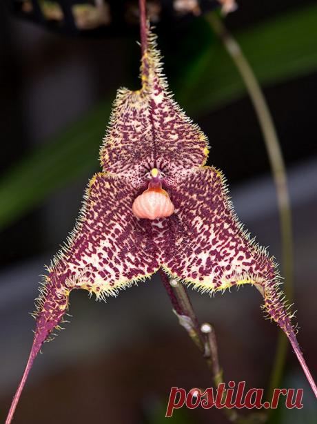 Орхидея дракула — особенная во всём. Уход в домашних условиях. Фото — Ботаничка.ru