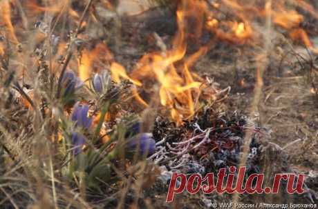 Лесные пожары - что делать и как себя вести?