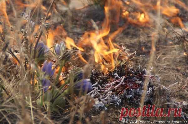 Лесные пожары - что делать и как себя вести?