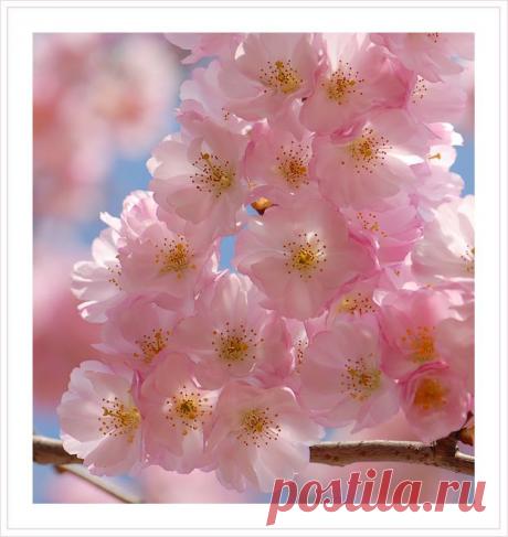 весна - 5 млн картинок. Поиск@Mail.Ru