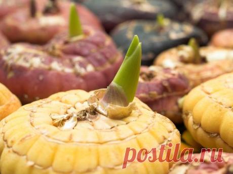 Луковицы тюльпанов и гладиолусов. Правила и условия хранения луковичных цветов