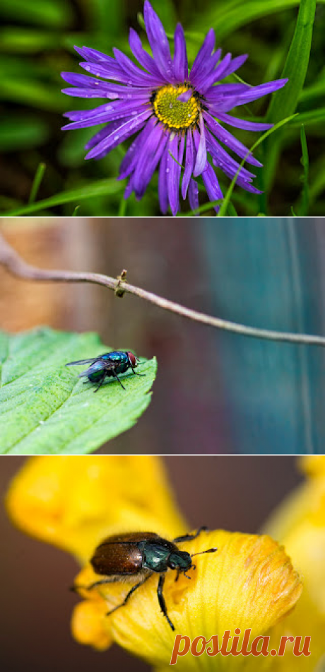 Фотопутешествия: Лето радует