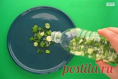 БЛОГ ПОЛЕЗНОСТЕЙ: Хитрости жизни: Как сохранить зеленый лук свежим как можно дольше?