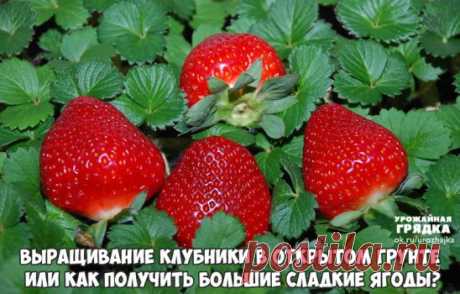 Выращивание клубники в открытом грунте или как получить большие сладкие ягоды?
Практически у любого дачника хоть небольшой участок земли выделен для кустиков клубнички. Но далеко не каждый садовод может похвастаться действительно вкусными, ароматными ягодами и отличным урожаем. Выращивание клубники в открытом грунте — это просто выращивание клубники на своем садовом участке. Под открытым грунтом подразумевается грядка, незащищенная парником. Такое выращивание имеет свои секреты.
Много попыток