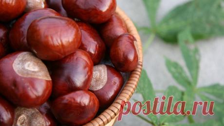 Каштанов под ногам пруд пруди — используйте их правильно! 10 блестящих идей для применения каштанов Осенняя пора — не причина, чтобы впадать в меланхолию.