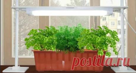 Ароматные специи на подоконнике | ЛЮБОВЬ ПРУСИК | Яндекс Дзен
