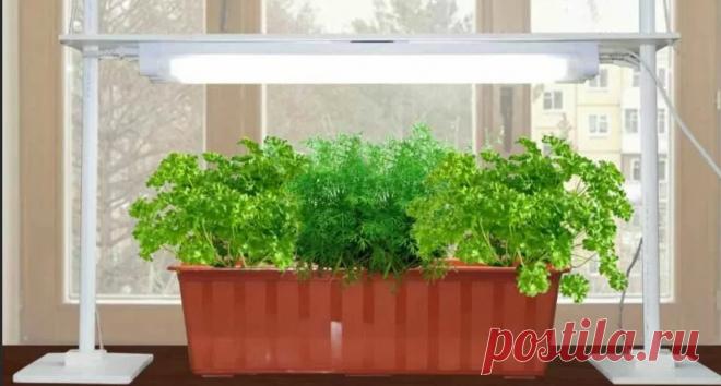 Ароматные специи на подоконнике | ЛЮБОВЬ ПРУСИК | Яндекс Дзен