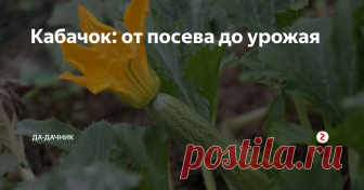 Кабачок: от посева до урожая Кабачок – овощ на огороде незаменимый, идет на стол, как только молодые завязи начнут зреть, и отходит, когда уже большие бочонки лежат на земле.
Но и они идут на зимние закуски. Чтобы получить хорошие кабачки,которые будут поспевать постепенно,надо позаботиться о правильном посеве.
Перед посевом
Всхожесть семян будет лучше, если они пройдут предпосевную обработку, да и заболеваемость у таких семя