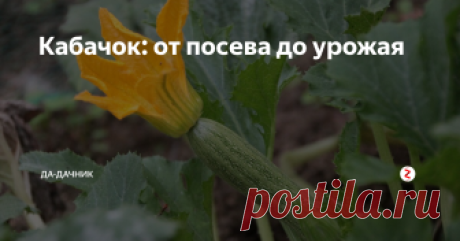 Кабачок: от посева до урожая Кабачок – овощ на огороде незаменимый, идет на стол, как только молодые завязи начнут зреть, и отходит, когда уже большие бочонки лежат на земле.
Но и они идут на зимние закуски. Чтобы получить хорошие кабачки,которые будут поспевать постепенно,надо позаботиться о правильном посеве.
Перед посевом
Всхожесть семян будет лучше, если они пройдут предпосевную обработку, да и заболеваемость у таких семя