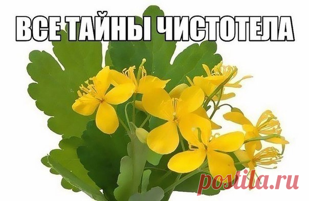 ЧИСТОТЕЛ. РЕЦЕПТЫ НАРОДНОЙ МЕДИЦИНЫ