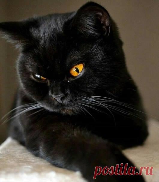 (2) Котаны [official group]