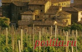 Виноделие в Италии, все подробности о виноделие Италии