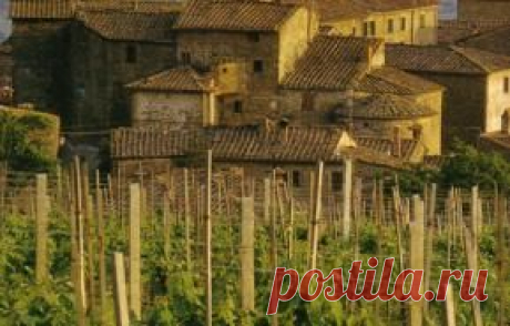 Виноделие в Италии, все подробности о виноделие Италии