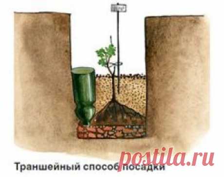 Выращивание винограда: советы новичкам и фото на Supersadovnik.ru
