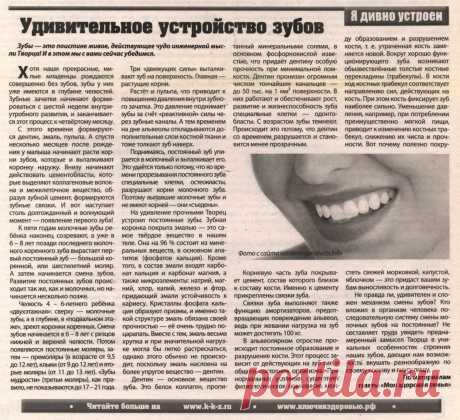 Я дивно устроен. Удивительное устройство зубов