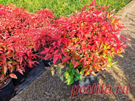 Комнатное растение Нандина (Nandina). Нандина - японское название небольшого вечнозеленого деревца, растущего по склонам гор в Восточной Азии и в Индии. В природе ее высота достигает 5-6 м, в комнатных условиях - меньше. Белые или светло-розовые цветки собраны в кистевидные соцветия, вскоре на их месте появляются округлые красные плоды. Для выращивания нандины обычно используют смесь дерновой земли, перегноя, торфа и песка. Осенью листья нандины приобретают красноватый оттенок.