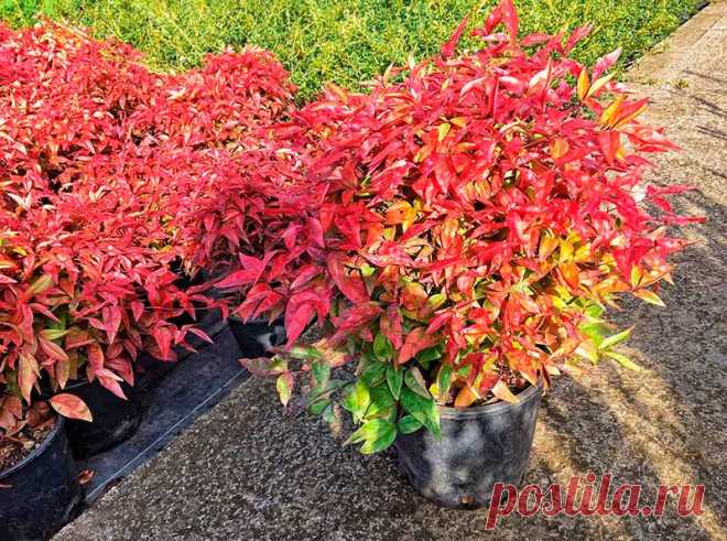 Комнатное растение Нандина (Nandina). Нандина - японское название небольшого вечнозеленого деревца, растущего по склонам гор в Восточной Азии и в Индии. В природе ее высота достигает 5-6 м, в комнатных условиях - меньше. Белые или светло-розовые цветки собраны в кистевидные соцветия, вскоре на их месте появляются округлые красные плоды. Для выращивания нандины обычно используют смесь дерновой земли, перегноя, торфа и песка. Осенью листья нандины приобретают красноватый оттенок.