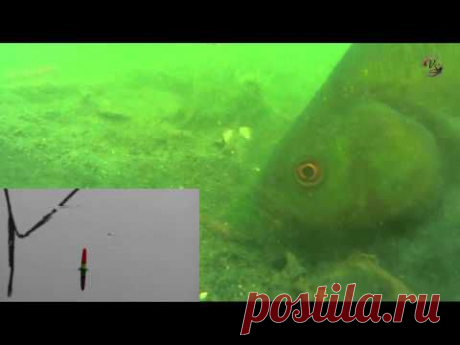 ЛИНЬ. Поклевка Над и Под Водой.