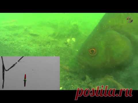 ЛИНЬ. Поклевка Над и Под Водой.