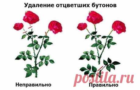 Как правильно обрезать отцветшие бутоны у роз
