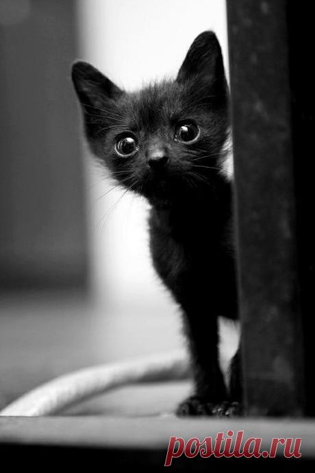 The tiniest kitten.