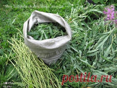 3 способа заготовки Иван-чая