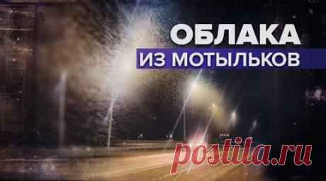 Нашествие мотыльков в Ельце — видео. В Ельце Липецкой области появились облака из мотыльков. Самые большие скопления насекомых заметили на Каракумском мосту. Местные СМИ пишут, что такое явление наблюдается раз в два — четыре года, а сами метулицы (бабочки-подёнки) безопасны для людей. Во время брачного периода они поднимаются в воздух большими роями. Каракумский мост привлёк мотыльков ярким освещением и близостью к воде. Читать далее