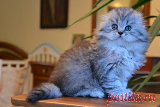Котята породы хайленд-фолд, что может быть милее? Очаруйтесь вместе с нами - Сабрина