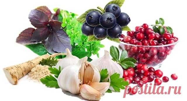 ПЯТЕРКА ЛУЧШИХ ПРИРОДНЫХ АНТИБИОТИКОВ

1. Хрен
Корень хрена содержит горчичное масло и энзим. При растирании корня оба вещества объединяются под воздействием кислорода и образуют аллиловое горчичное масло.
Это и есть сильный природный антибиотик, который борется с бактериями полости рта, носа, глотки.

При трахеитах, бронхитах, затяжном кашле: смешать 1ст. л. тертого хрена с 3 ст.л. меда и дать настояться. Ежедневно съедать по 1ч.л. 5 раз в день, масса должна растворяться ...