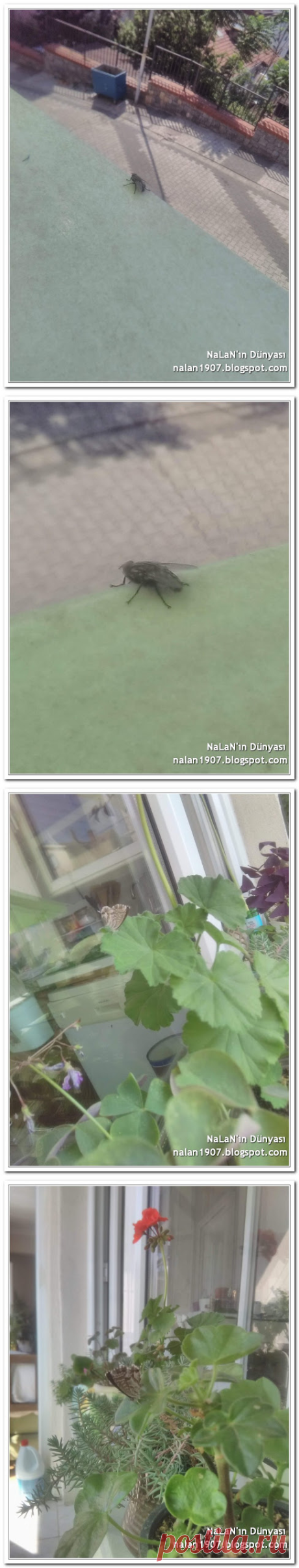 Güzel ve Çirkin - NaLaN'ın Dünyası: #nlndnys #diy #recycling #upcycling #geridönüşüm #ileridönüşüm #crochet #recipes #jewelrymaking #sewing #handmade #kendinyap #garden #yemektarifleri #kendinyap #homedecor #kitap #örgü