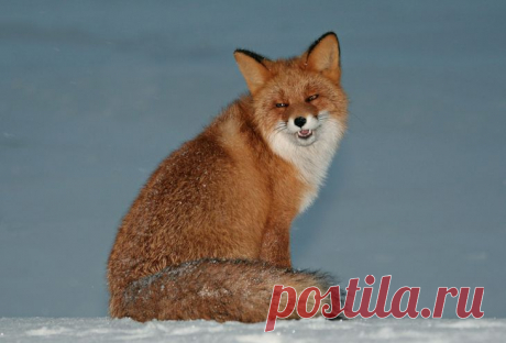 Все хорошо у лисички))