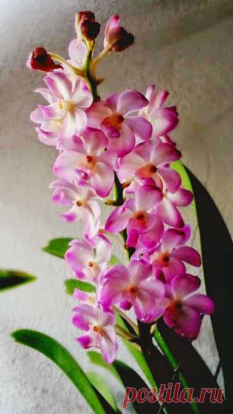 EVERY KIND OF FLOWERS – Сообщество – Google+