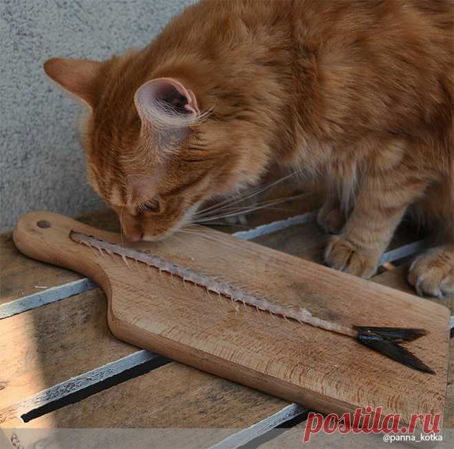 Коты и еда: 15 забавных фото