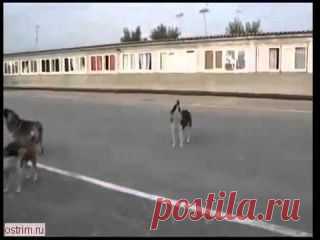 Людмила Поляковалепешко