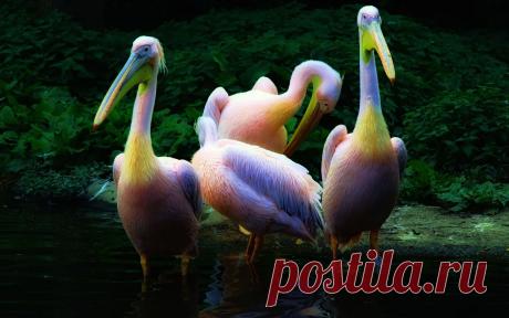 красивые такие