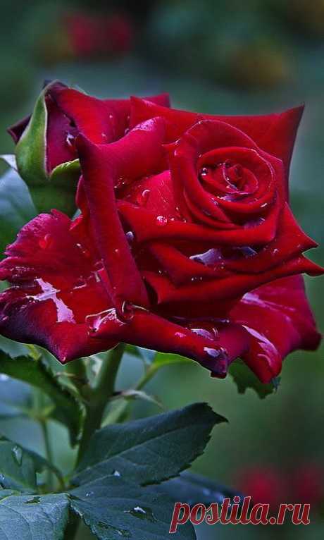 Галина Андреева – Google+