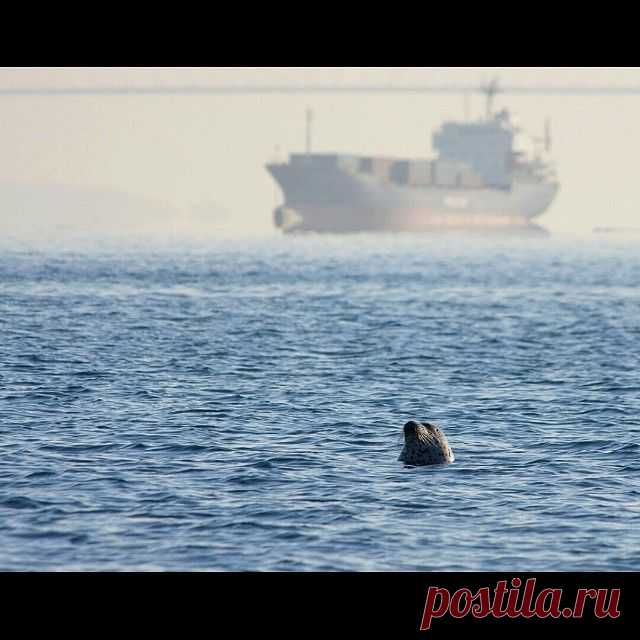 #vdk #vladivostok #ig_vladivostok #ig_russia #russia #ig_primorye #primorye #ig_vdk #владивосток #приморье #вдк #россия #vladivostok_beautiful #vladivostok_official #vl #vdkphoto #ларга