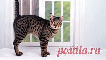 Кот в аренду - OGADANIE.RU