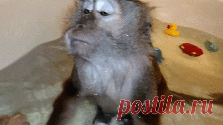 Гифки дня :: NoNaMe