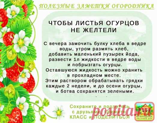 КОПИЛОЧКА  ОГОРОДНИКА!
Сохраните и поделитесь с друзьями!
#✒ЗаметкиОгородника✒