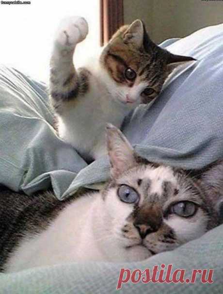 funny | Sharina Laisina приколол(а) это к доске CATS