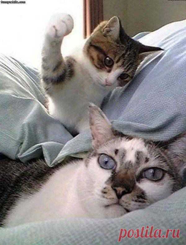 funny | Sharina Laisina приколол(а) это к доске CATS