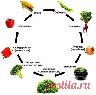 Чередовать огородные культуры на участке нужно с умом, ведь недостаточно просто поменять их местами, нужно еще знать последовательность. 

При выращивании одной и той же культуры на одном месте несколько лет подряд почва истощается, в ней накапливаются возбудители болезней, и вредители по привычке 