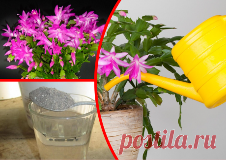 Единственное натуральное удобрение для цветущих Декабристов всех мастей, которое им на самом деле полезно | ДАЧКОМ: Дачный Комиссар | Яндекс Дзен