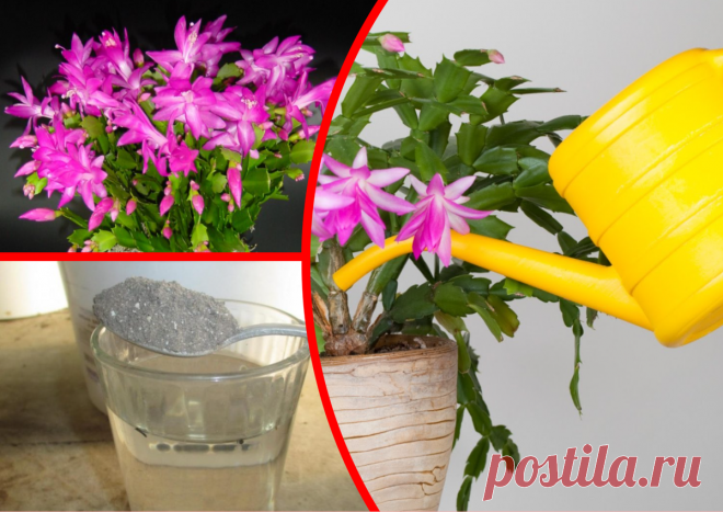 Единственное натуральное удобрение для цветущих Декабристов всех мастей, которое им на самом деле полезно | ДАЧКОМ: Дачный Комиссар | Яндекс Дзен