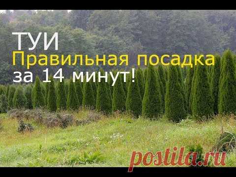 Туя . Как сажать туи