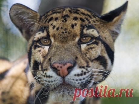 Magical Nature Tour Clouded leopard very close by Tambako the Jaguar Last picture of the clouded leopard, and a good one! ;) https://flic.kr/p/VfPGHJ