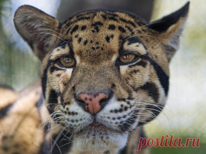 Magical Nature Tour Clouded leopard very close by Tambako the Jaguar Last picture of the clouded leopard, and a good one! ;) http://flic.kr/p/VfPGHJ