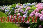 Подкормка для гортензий. Самые необычные методы