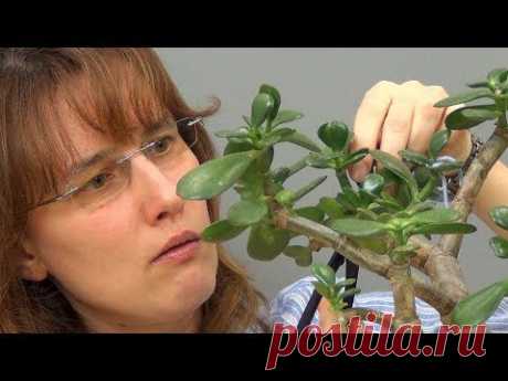 Обрезка взрослой крассулы (ч.3). - YouTube